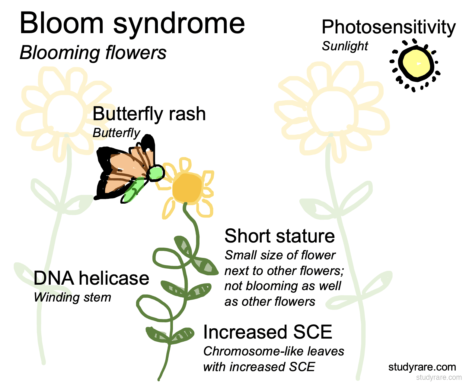 Bloom syndrome mnemonic: "Blooming flowers" with butterfly rash (butterfly), photosensitivity (sunlight), short stature (small flower), DNA helicase (winding stem), and increased SCE (chromosome-like leaves)