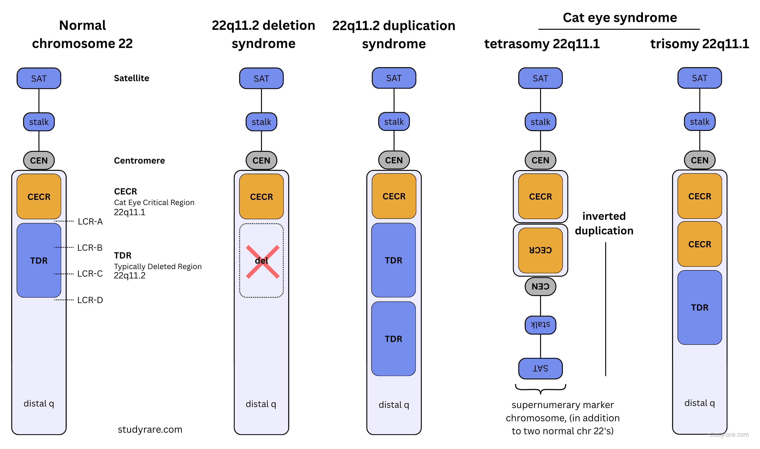 Chromosome 22 rearrangements: normal, 22q11.2 deletion, 22q11.2 duplication, and cat eye syndrome