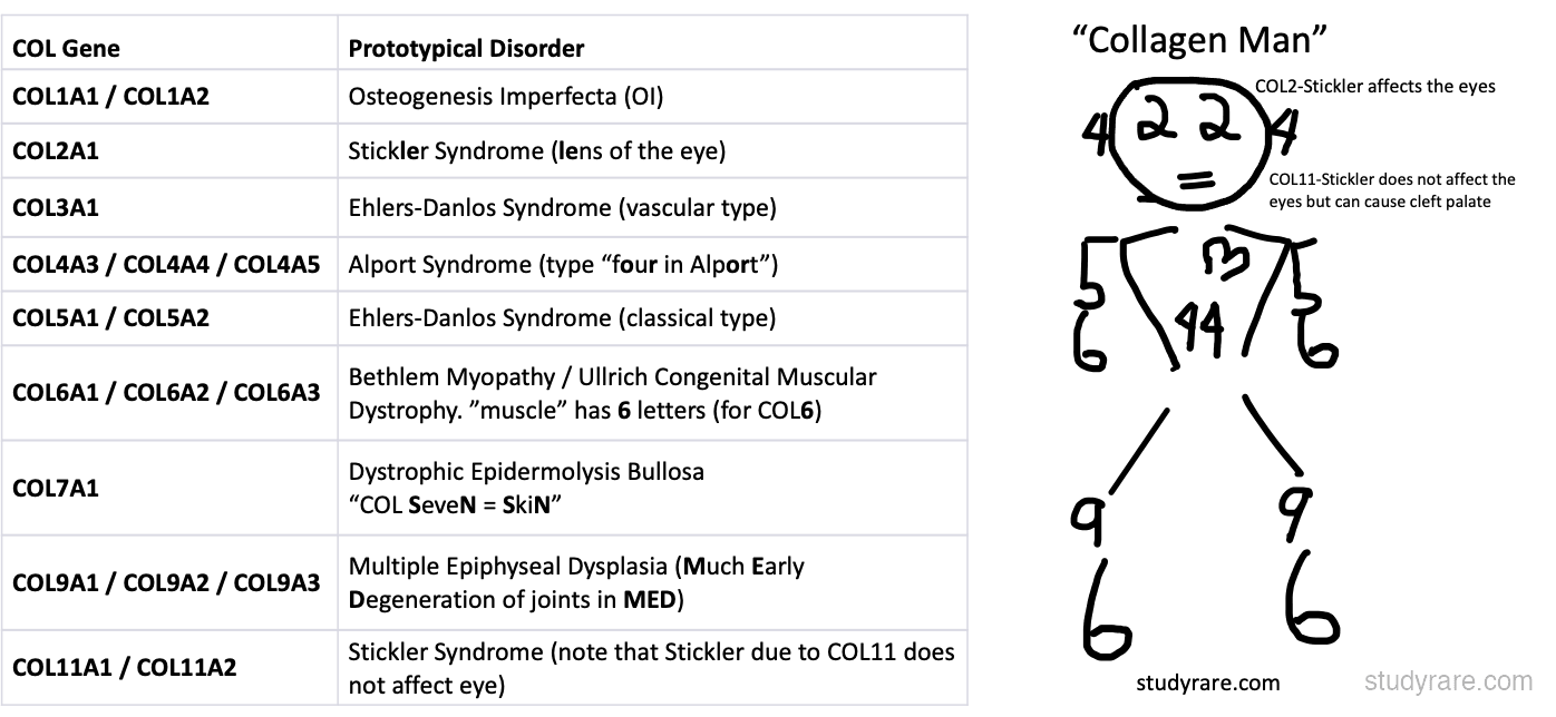 Collagen gene-disorder table: COL1A1/A2 (OI), COL2A1 (Stickler), COL3A1 (vascular EDS), COL4A3-5 (Alport), COL5A1/A2 (classic EDS), COL7A1 (dystrophic EB), and the "Collagen Man" figure