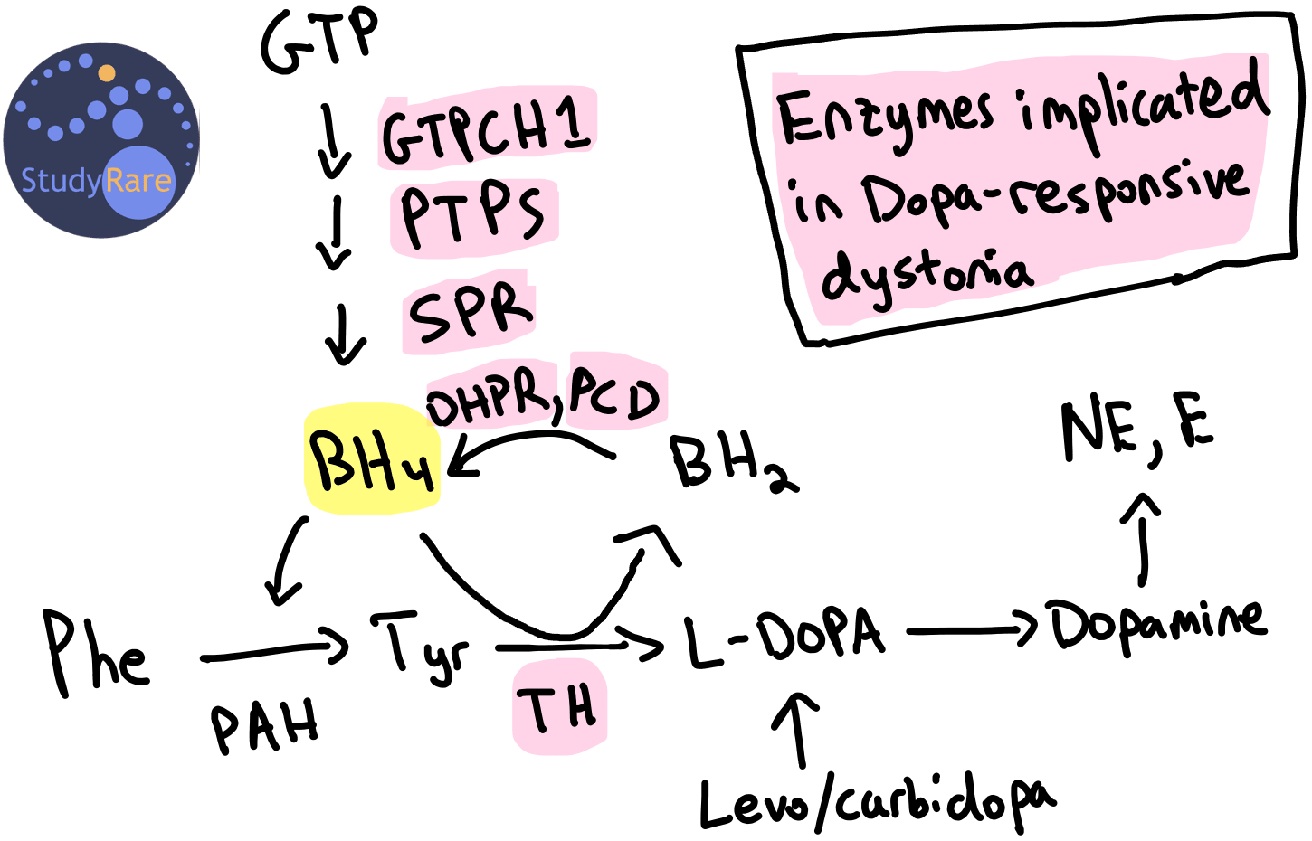 GCH1 → BH4 → Dopamine pathway: GCH1 makes BH4, BH4 helps make dopamine. No GCH1 = no BH4 = no dopamine = dystonia. Levodopa bypasses the block.