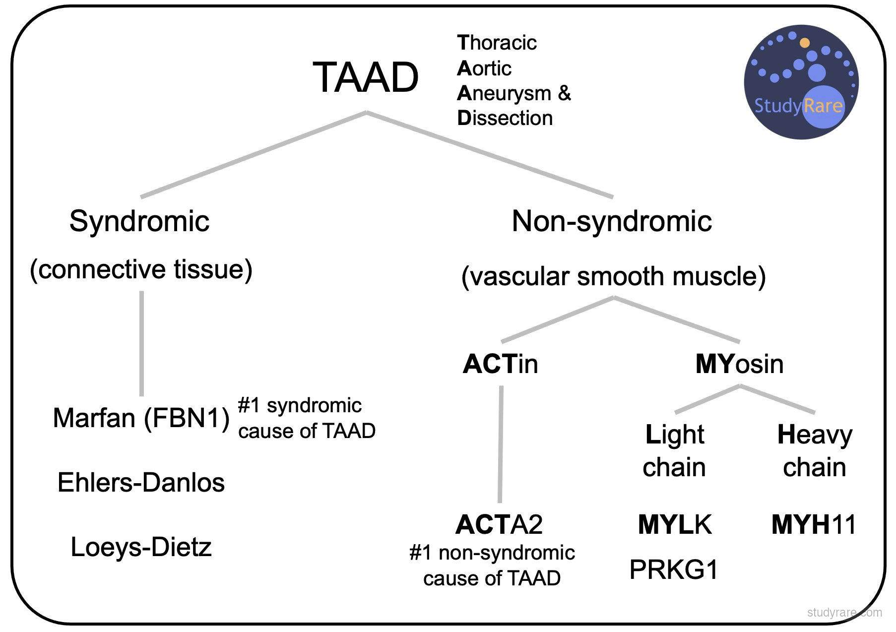 TAAD classification: syndromic causes (Marfan/FBN1, Ehlers-Danlos, Loeys-Dietz) vs non-syndromic causes (ACTA2, MYLK, MYH11, PRKG1) organized by actin and myosin pathways
