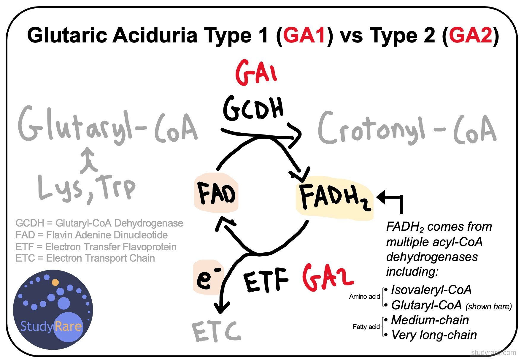 Glutaric aciduria type 1 vs type 2: GA1 involves GCDH converting glutaryl-CoA to crotonyl-CoA using FAD; GA2 involves ETF affecting multiple acyl-CoA dehydrogenases