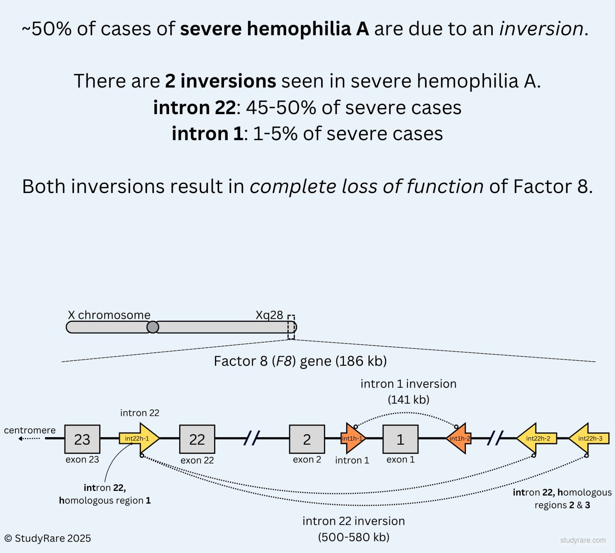 Hemophilia A inversions: intron 22 inversion (45-50% of severe cases) and intron 1 inversion (1-5%) in the F8 gene at Xq28, both causing complete loss of Factor 8 function