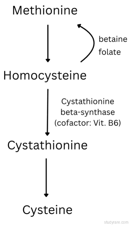 Homocystinuria pathway: methionine to homocysteine to cystathionine (via CBS with B6 cofactor) to cysteine. CBS deficiency causes homocysteine accumulation