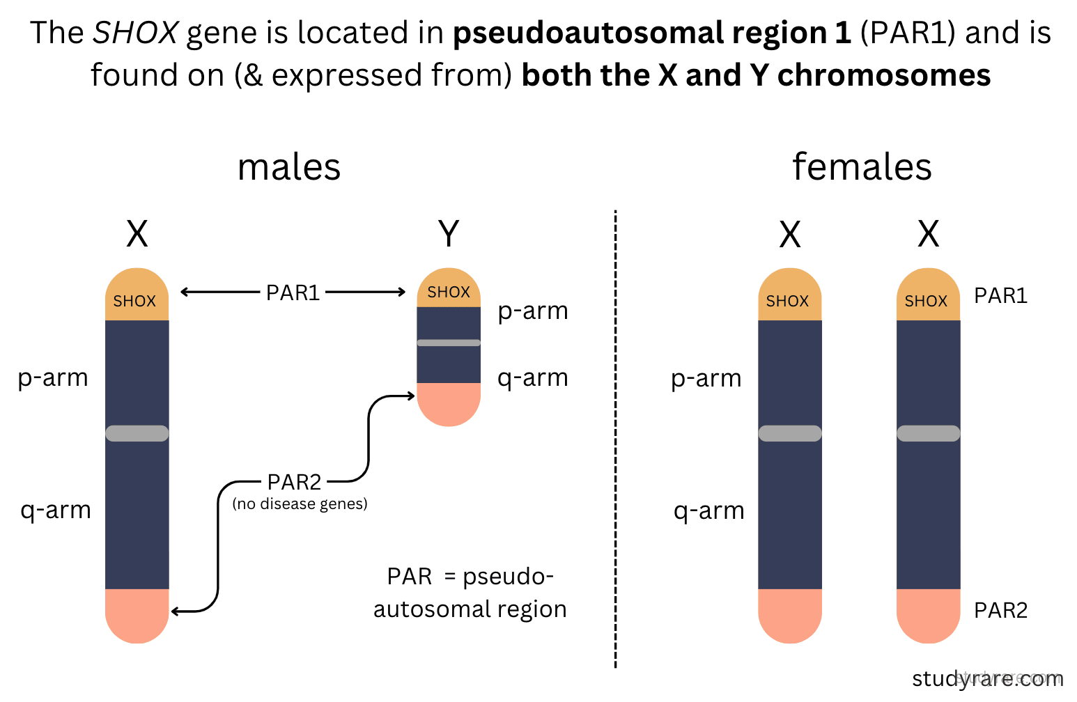 SHOX gene location in pseudoautosomal region 1 (PAR1) on both X and Y chromosomes, with PAR2 shown for comparison