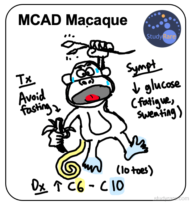 MCAD mnemonic: "MCAD Macaque". Treatment is to avoid fasting, symptoms include decreased glucose (fatigue, sweating), defect in C6-C10 fatty acid oxidation