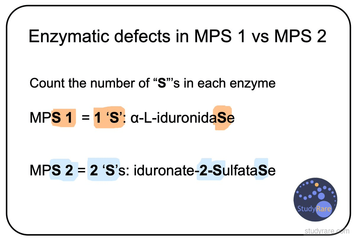 MPS 1 vs MPS 2 enzyme mnemonic: count the "S"s. MPS 1 has 1 S (alpha-L-iduronidaSe), MPS 2 has 2 S's (iduronate-2-SulfataSe)