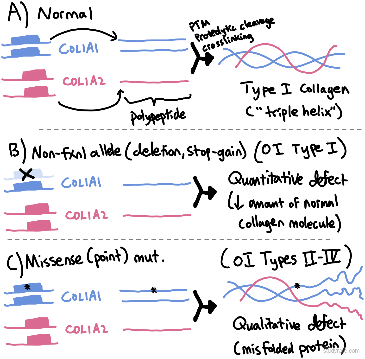 OI collagen defects: COL1A1 null allele produces reduced but normal collagen (type I, milder) vs structural variants in COL1A1 producing abnormal collagen that disrupts the triple helix (types II-IV, more severe)