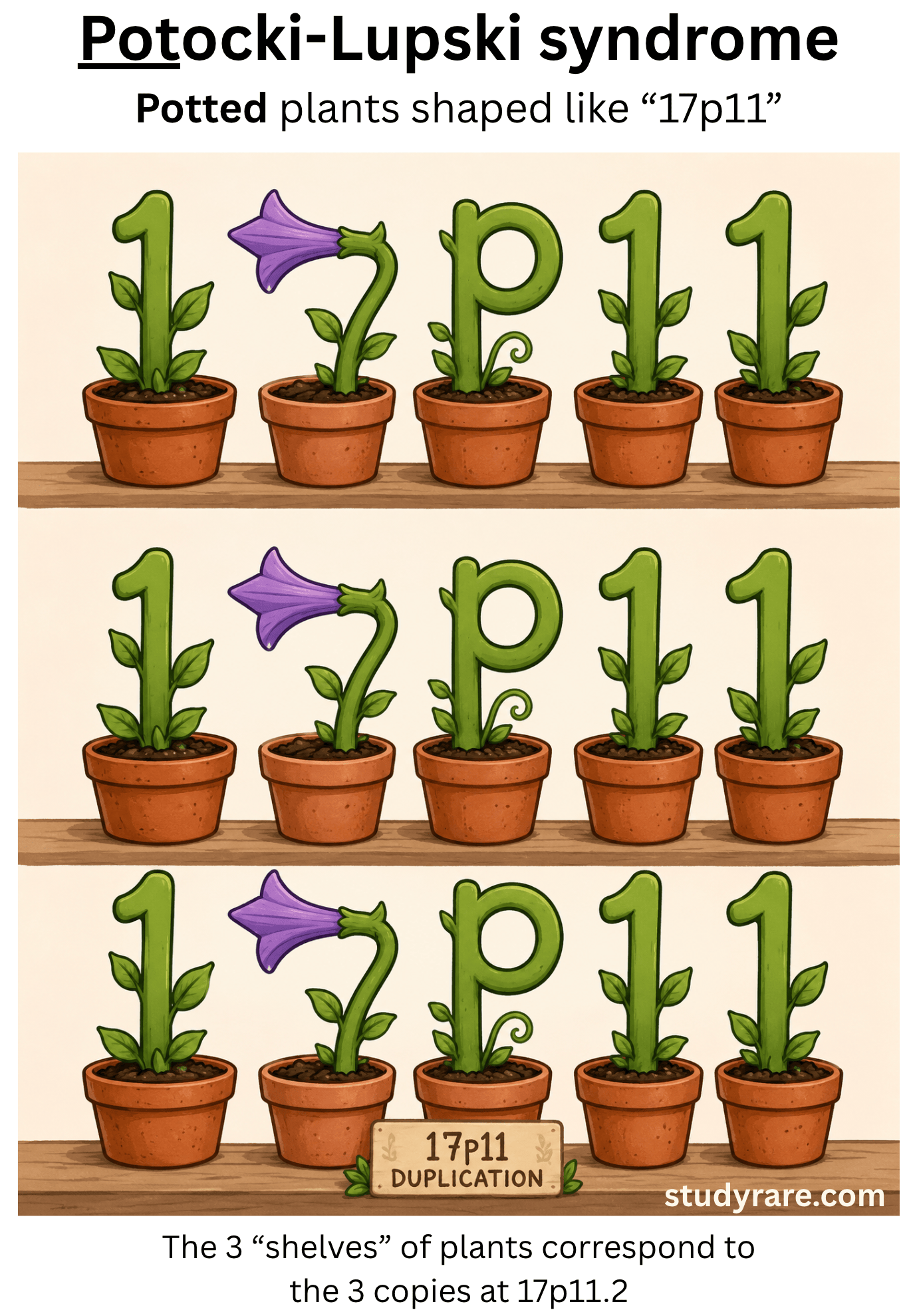 Potocki-Lupski mnemonic: potted plants shaped like the characters "17p11" on three shelves, where Potted = Potocki and the three shelves represent the three copies of 17p11.2 (duplication)