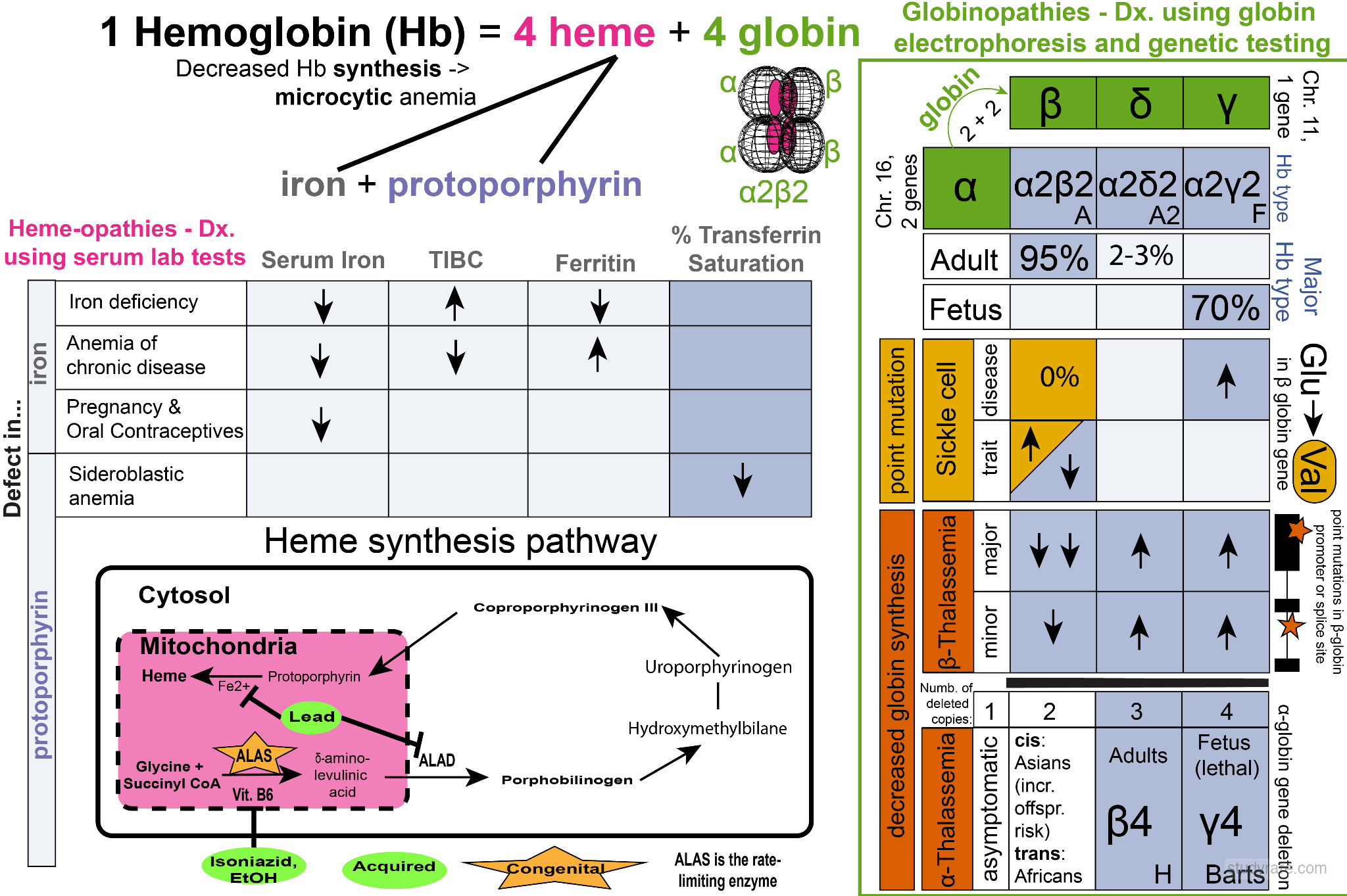 Hemoglobin overview: hemoglobin structure, heme synthesis pathway, iron studies, and globin electrophoresis patterns