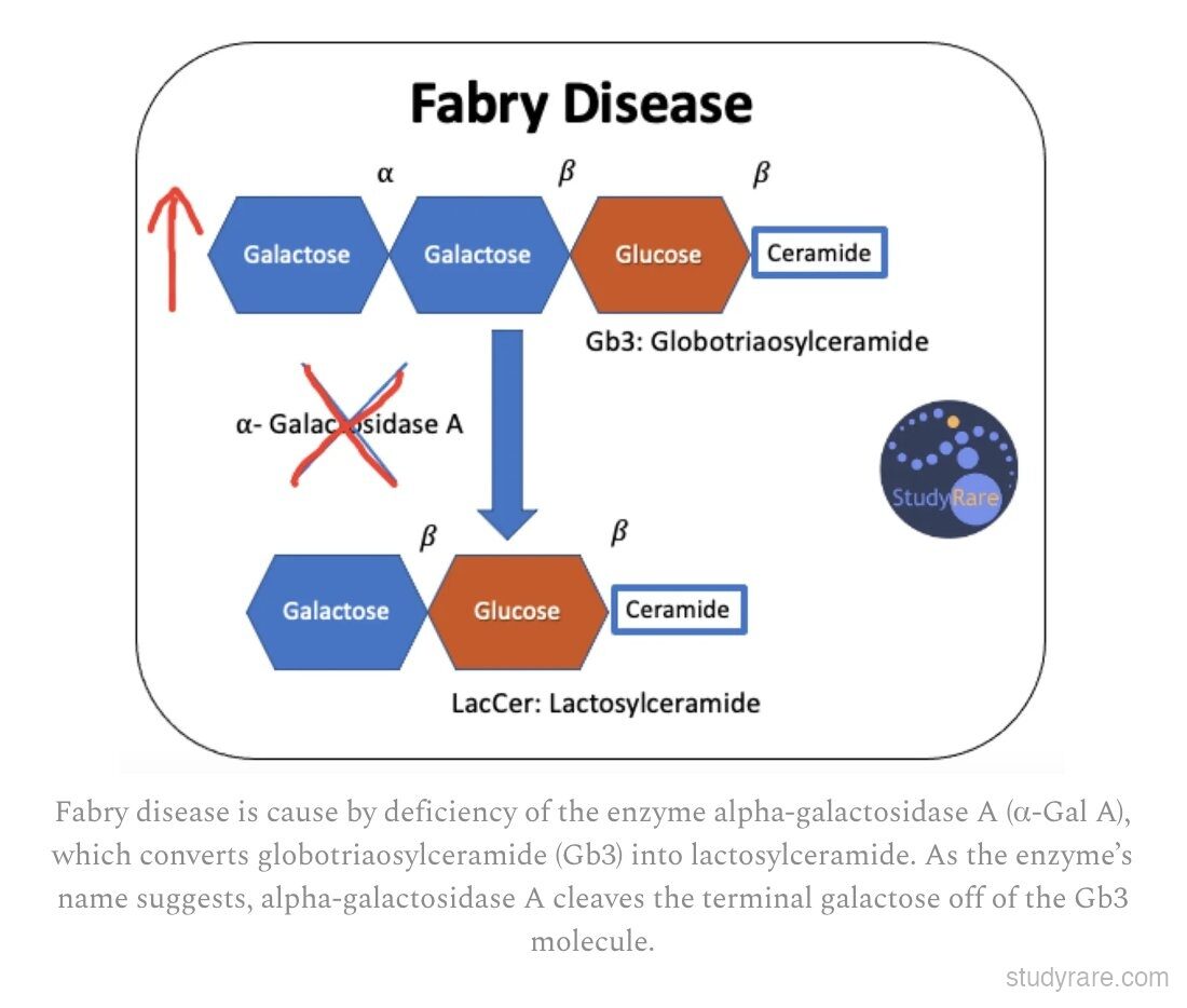 Fabry disease biochemical pathway: alpha-galactosidase A deficiency prevents conversion of Gb3 (globotriaosylceramide) to lactosylceramide by failing to cleave the terminal alpha-linked galactose