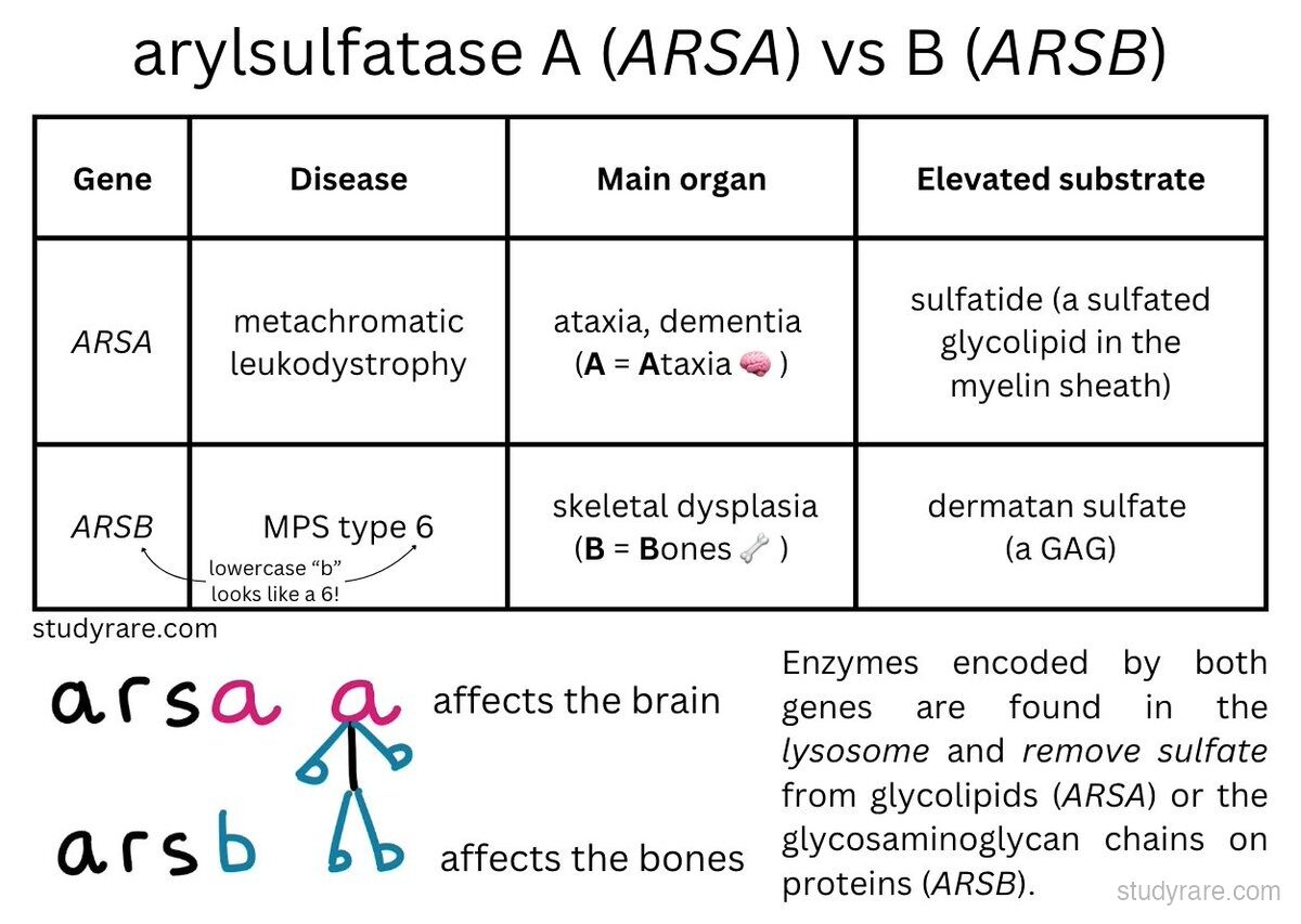 ARSA vs ARSB comparison: ARSA causes metachromatic leukodystrophy (ataxia, dementia; A for Ataxia, affects brain), ARSB causes MPS type 6 (skeletal dysplasia; B for Bones); both enzymes remove sulfate in the lysosome