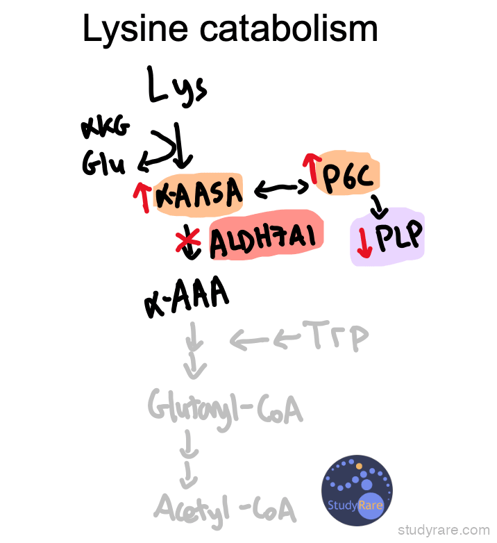 Lysine catabolism pathway: lysine is converted through alpha-KG and glutaric acid intermediates, with ALDH7A1 (antiquitin) converting alpha-AASA and P6C binding/inactivating PLP