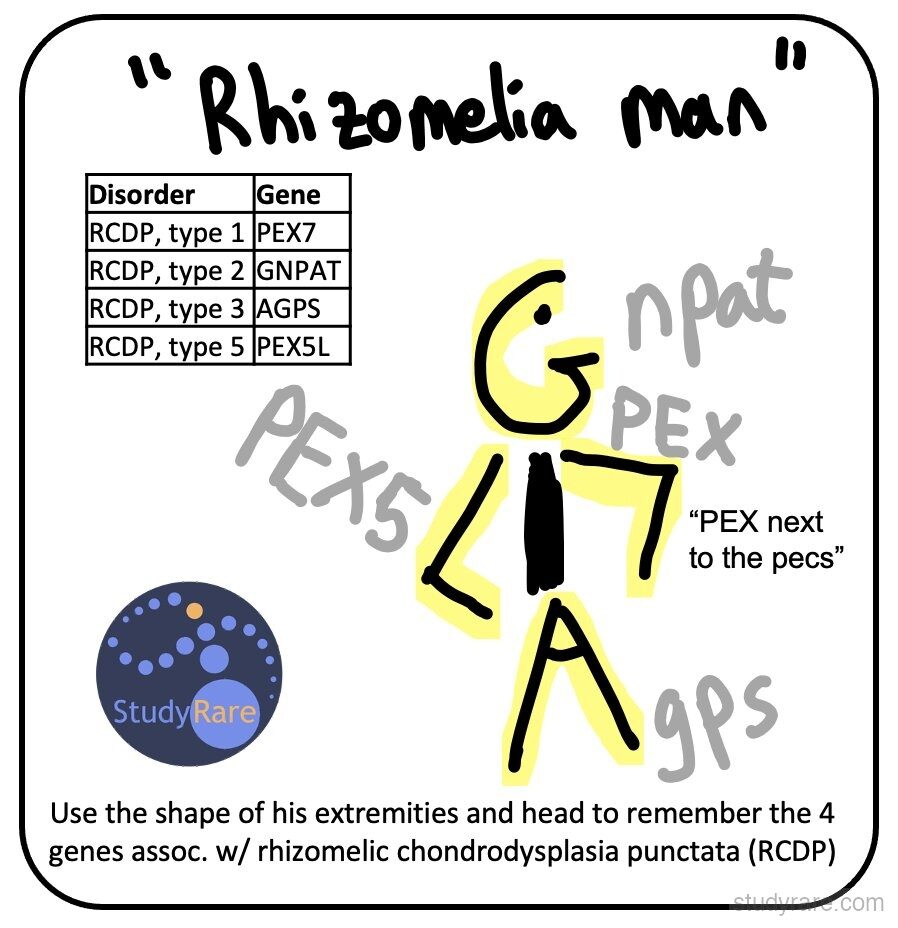 RCDP genes mnemonic: "Rhizomelia Man" stick figure with limbs and head shaped to encode PEX7, GNPAT, AGPS, and PEX5L (the four RCDP genes)