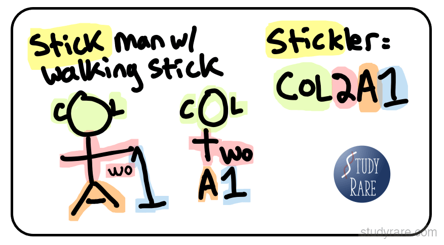 Stickler syndrome COL2A1 mnemonic: stick man with walking stick, with "COL2A1" sticker encoding the primary gene