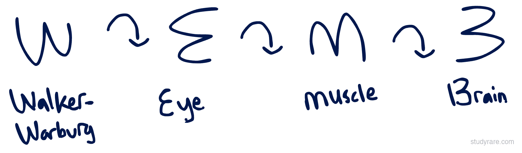 Rotate the W 3 times, and get a different letter each time. E for Eye, M for Muscle, and B for Brain